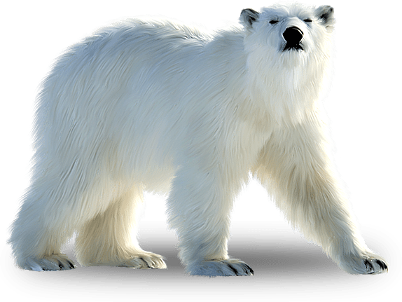 polar-bear-2 Polar Bear